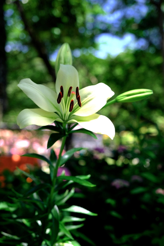 見頃を迎えた可睡ユリの園＃３