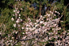 まだ見頃を迎えない梅の花たち#8