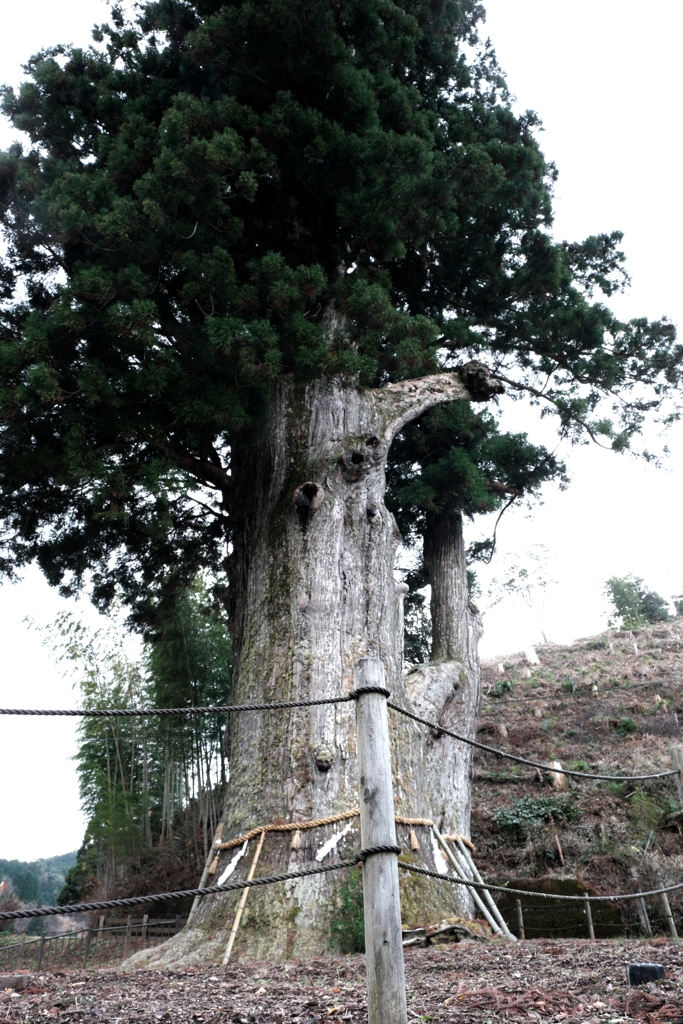根羽村の『月瀬の大杉』＃４