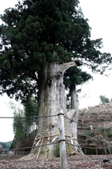 根羽村の『月瀬の大杉』#4