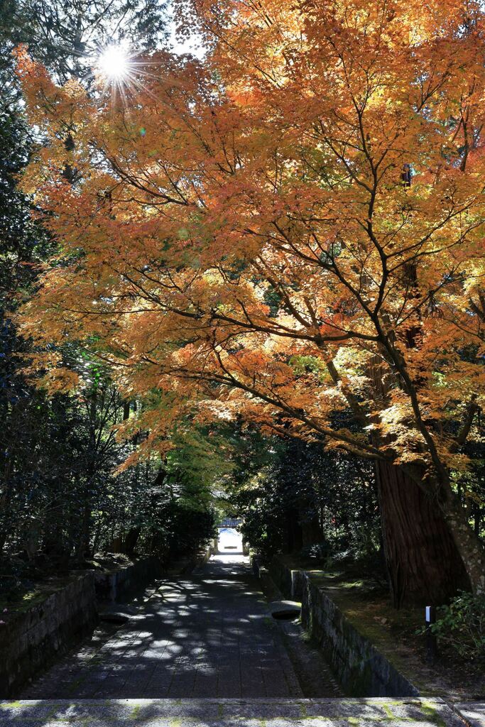 瀬戸市・雲興寺の紅葉＃５