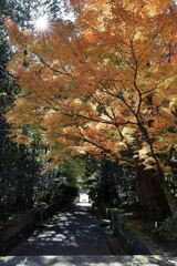 瀬戸市・雲興寺の紅葉#5