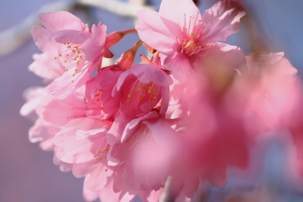 地元で咲き始めた寒緋サクラ＃６