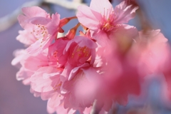 地元で咲き始めた寒緋サクラ＃６