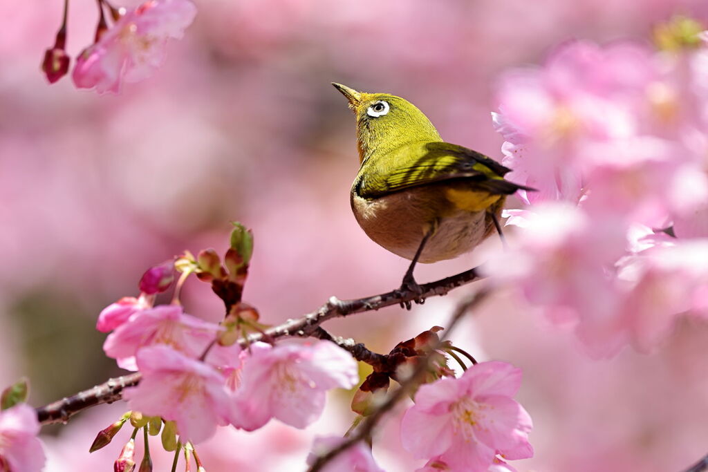 河津桜とメジロちゃんのコラボ＃３