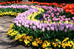 カラフルな早咲きのチューリップ#8