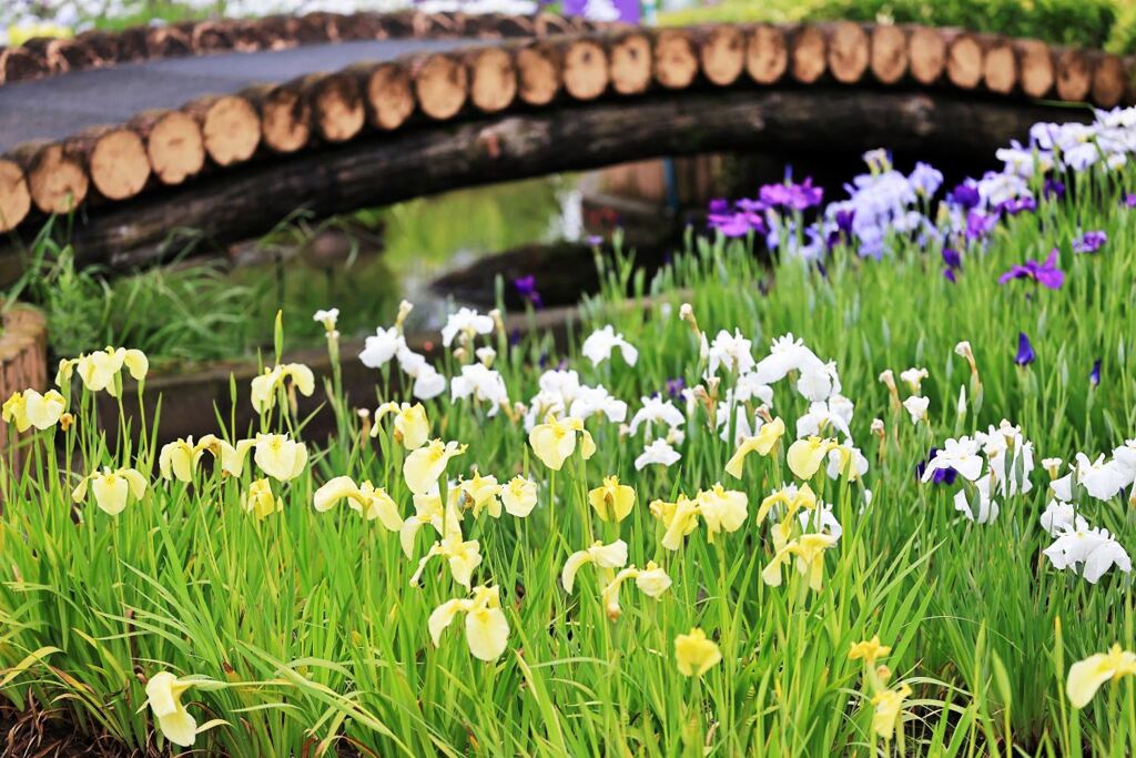 小雨が降る中での花菖蒲＃１０