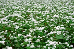 季節外れの早咲きソバの花＃１