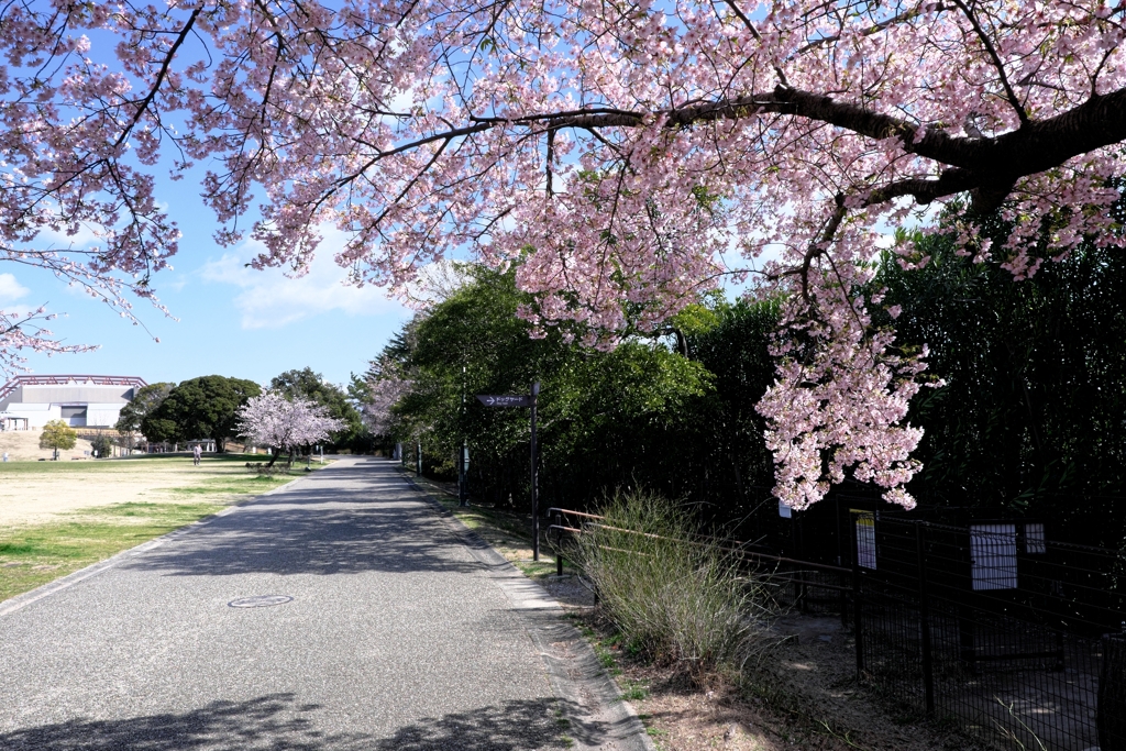 早咲きサクラ満開＃３