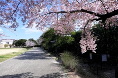 早咲きサクラ満開＃３