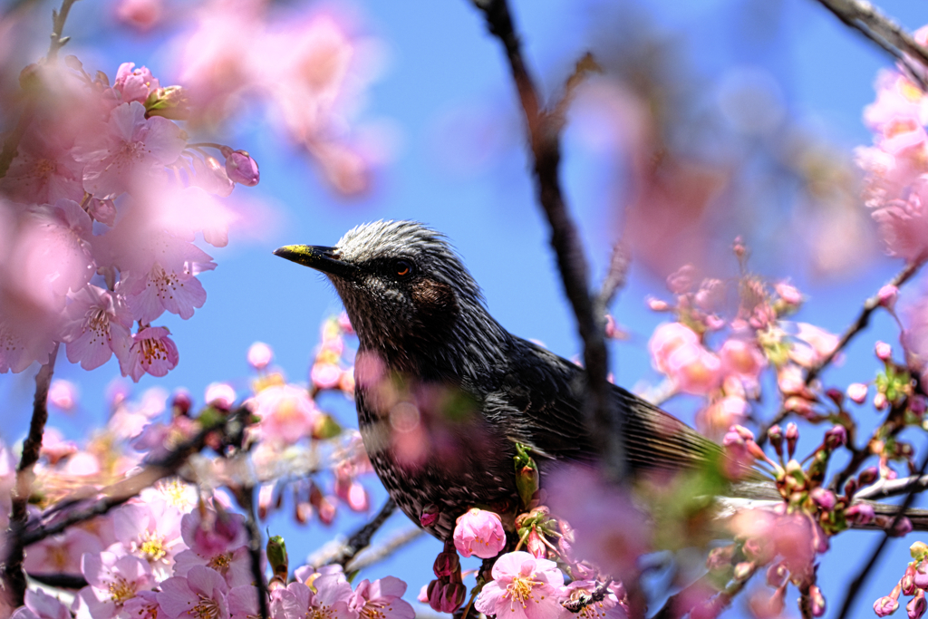 河津桜とヒヨドリさん＃７
