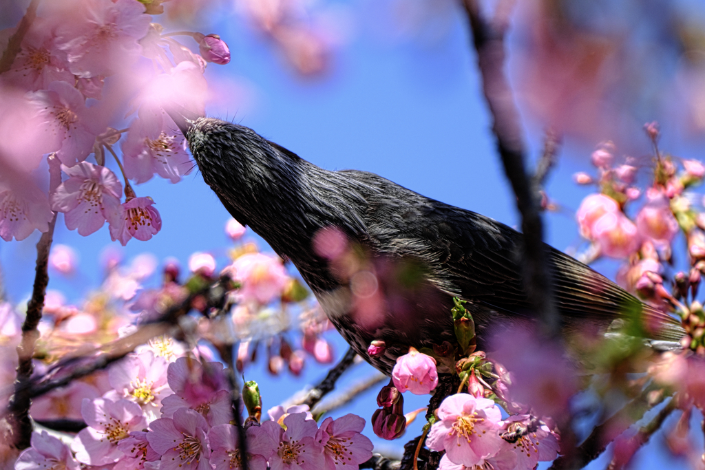 河津桜とヒヨドリさん＃６