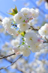 春爛漫のデンパーク安城＃７