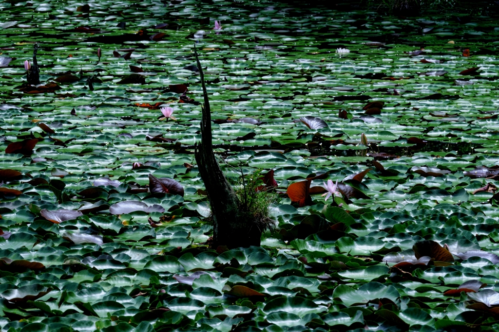 岡崎の大正池こと小呂池＃９