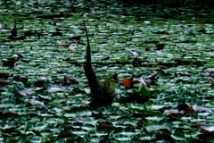 岡崎の大正池こと小呂池#9