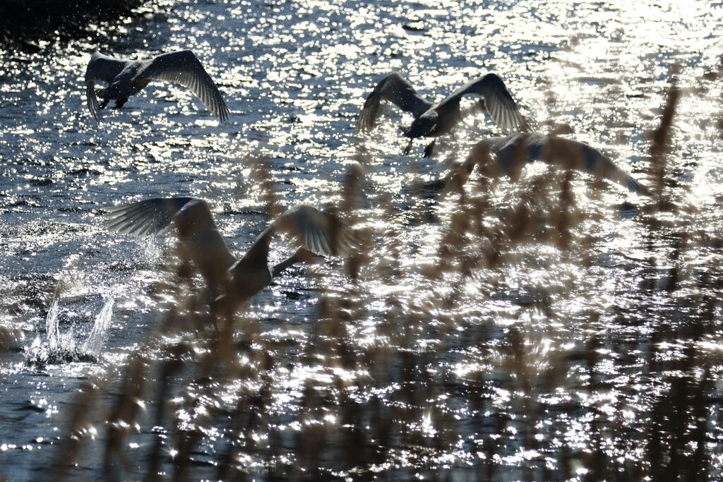 水面から飛び立つ姿