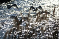 水面から飛び立つ姿