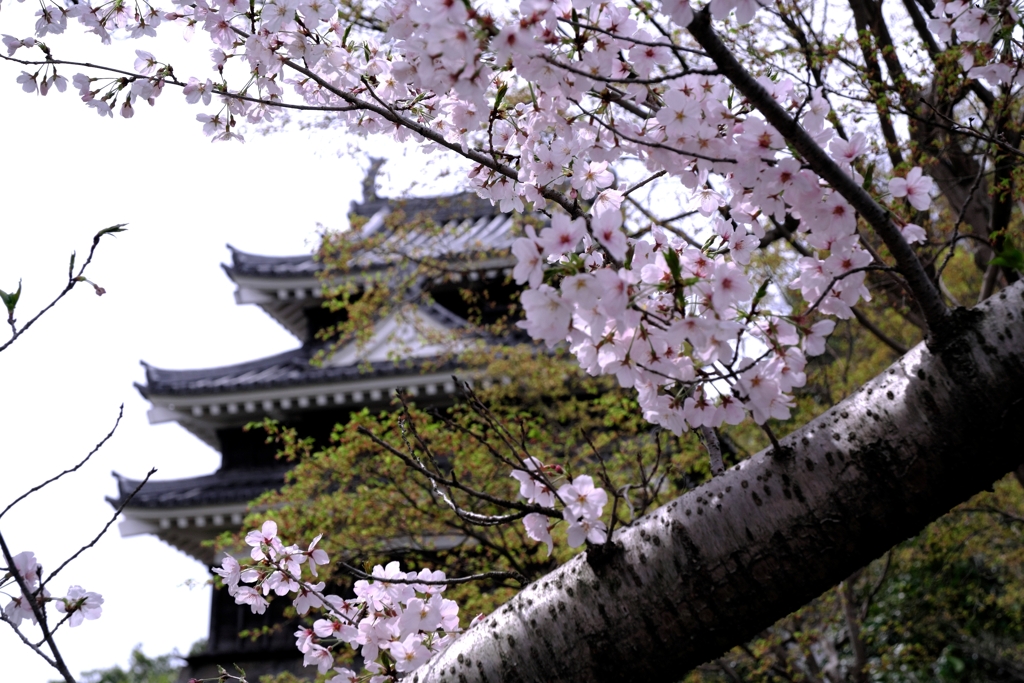 近場で効率良く2ヶ所でサクラ撮影＃４