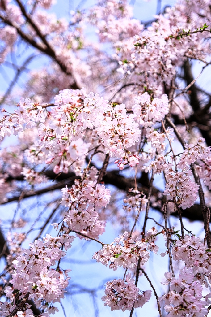 サクラ満開の西尾歴史公園＃８