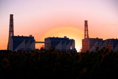 夕景のヒマワリと火力発電所・リベンジ撮影＃４