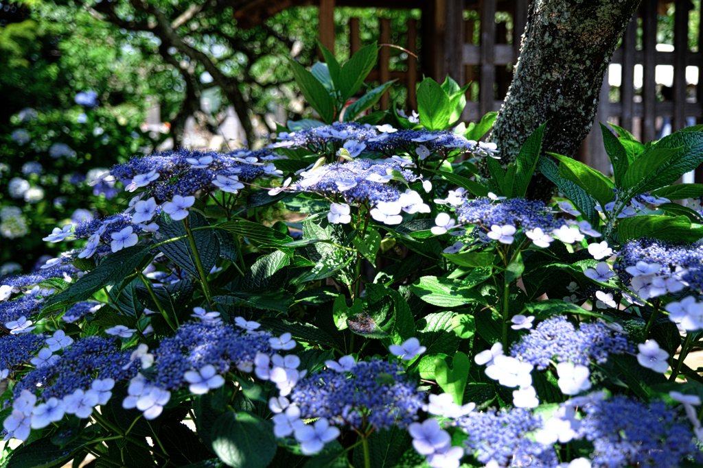 『本光寺』の紫陽花＃９