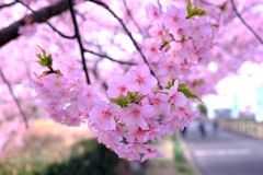 「ふれあいの道」河津桜が満開＃３