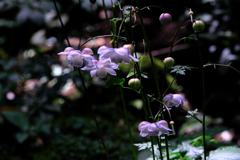 今年もレンゲショウマに逢いに#10