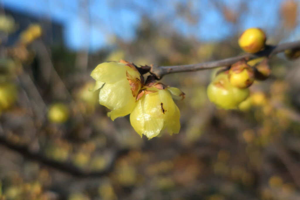 咲き始めた近所のロウバイの花＃６