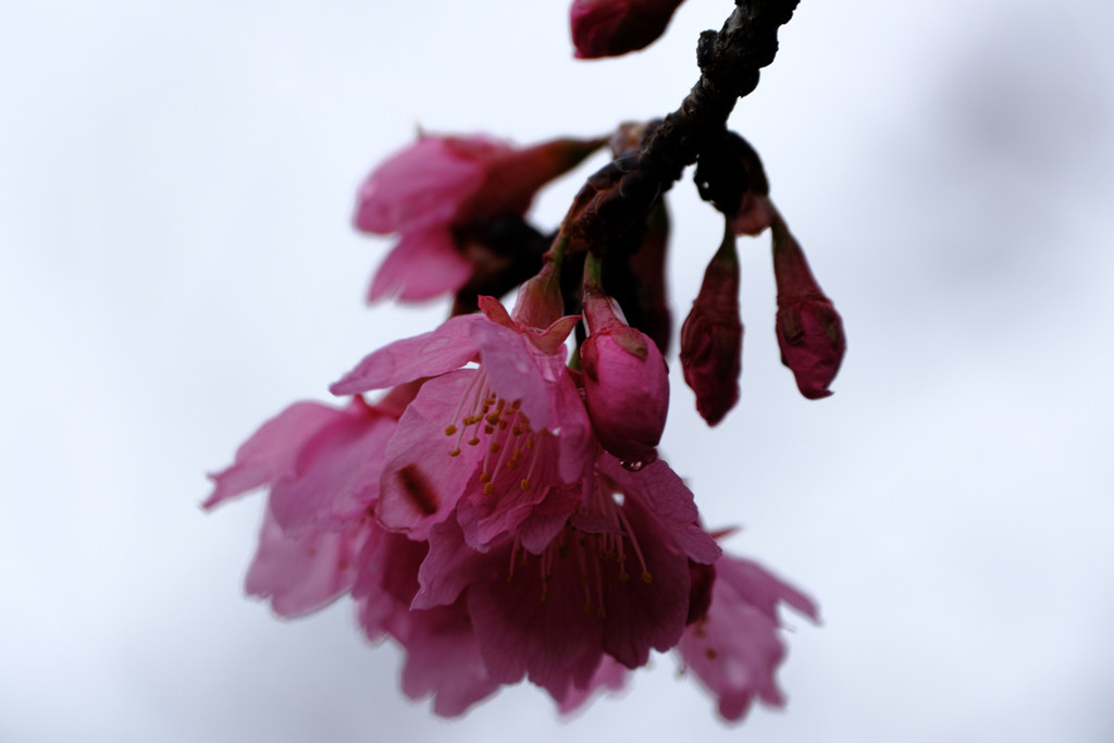 やっと咲き始めた寒緋桜＃２