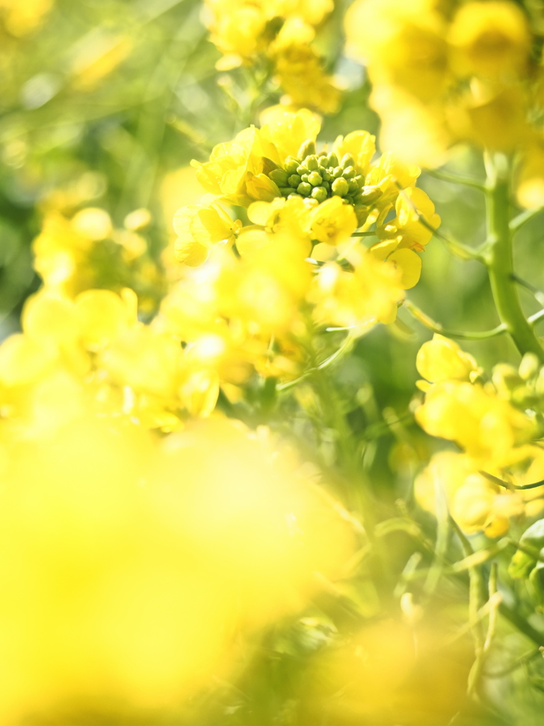 気持ちは晴れる菜の花＃８