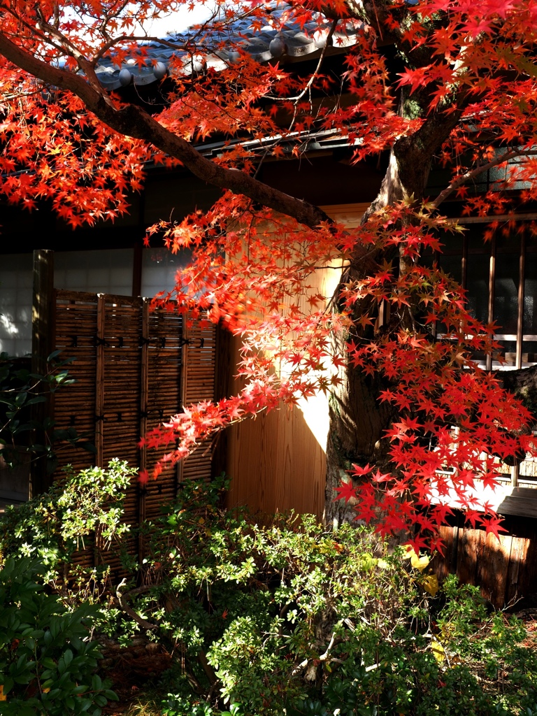 紅葉の名所西尾市の『尚古荘』＃３