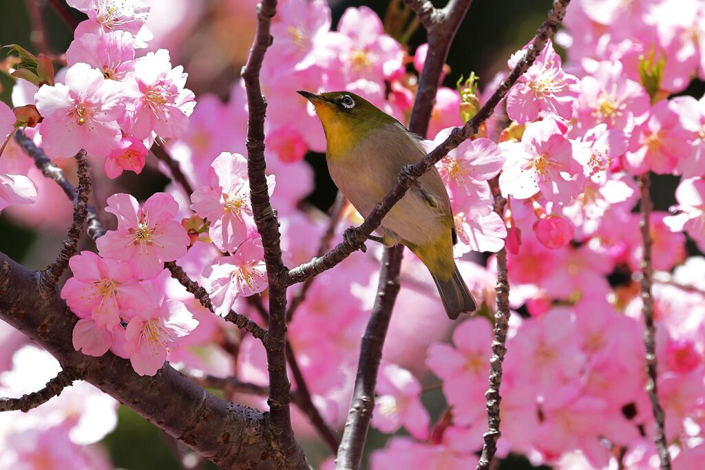 河津桜とメジロちゃん＃６