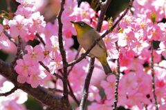 河津桜とメジロちゃん＃６