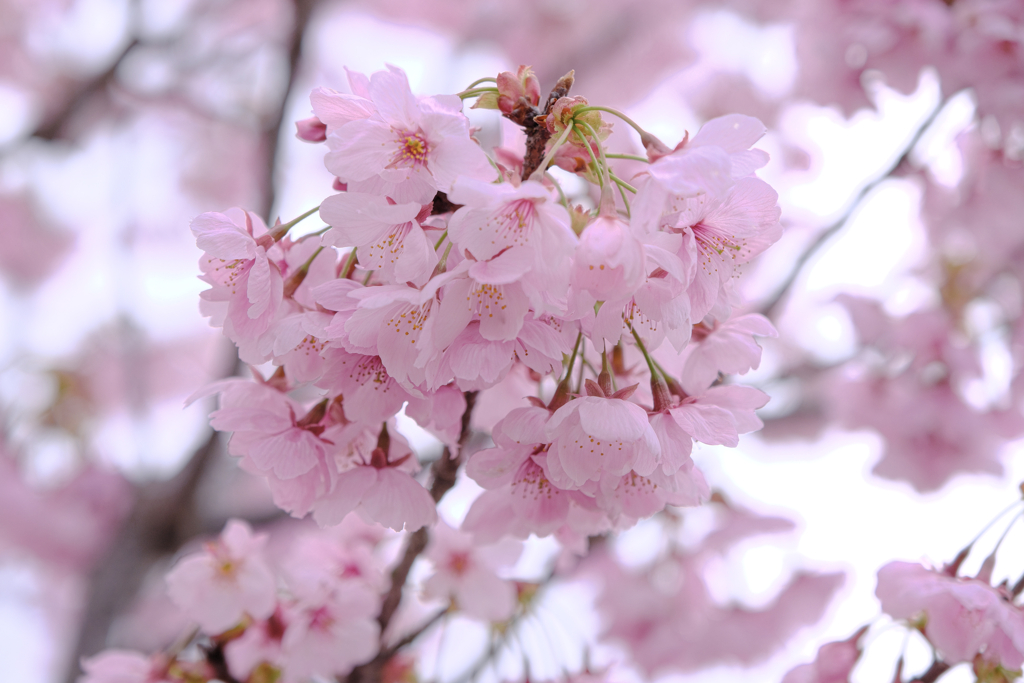 見頃を迎えた陽光サクラ＃７