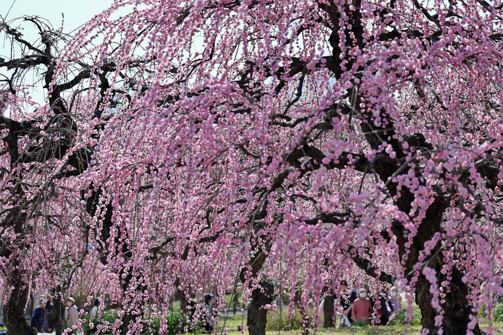 枝垂れサクラが満開＃２０