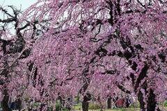 枝垂れサクラが満開＃２０