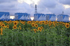 夕暮れ時のヒマワリと発電所＃５