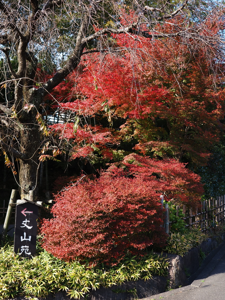 京都風情タップリ丈山苑＃１