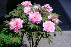 見頃を迎えた花牡丹#10