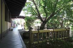 新緑眩しい丈山苑（Part2）＃６