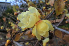 ロウバイが咲き始めた＃１