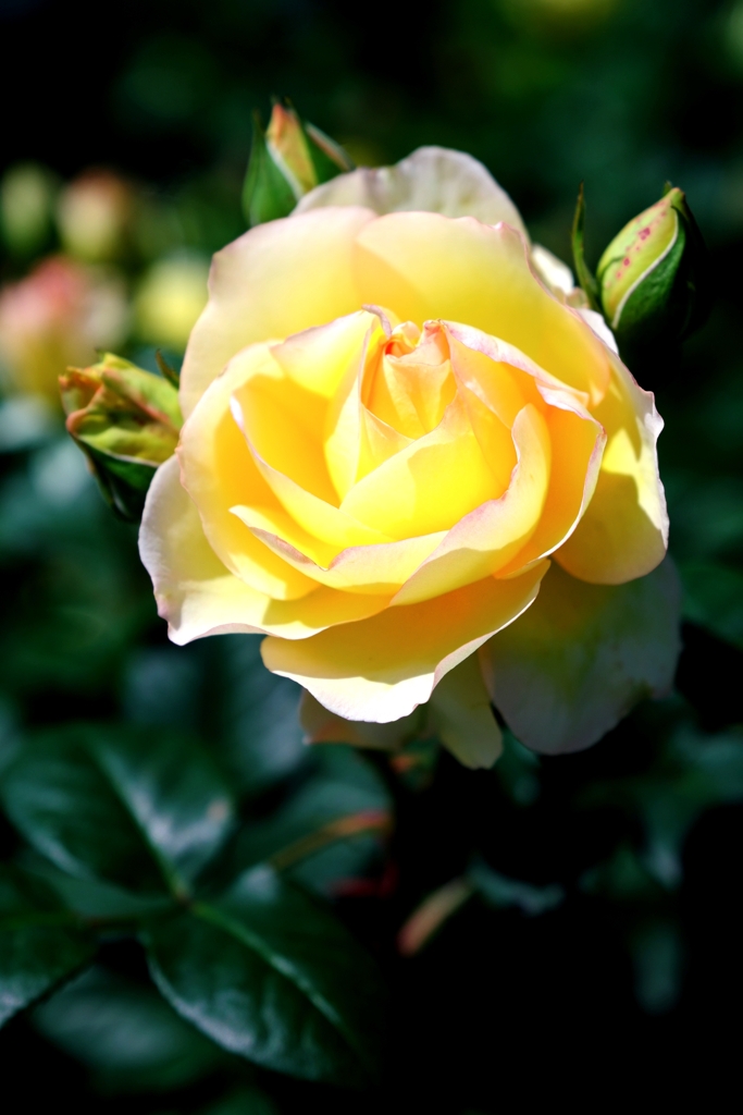 ミササガパークの薔薇が見頃＃３