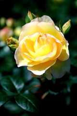 ミササガパークの薔薇が見頃＃３