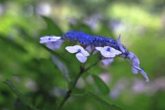 雨に濡れた紫陽花の花＃７