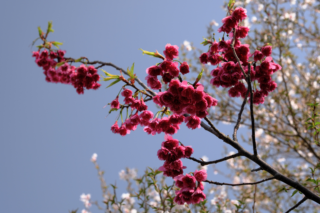 今日出会った様々なサクラたち＃７