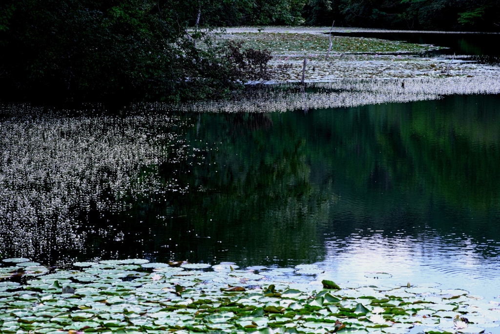 岡崎の大正池こと小呂池＃３