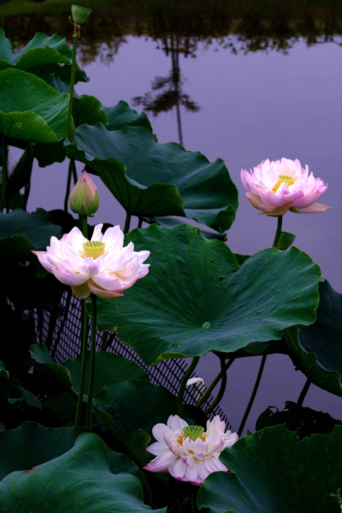 この時期魅力的なハスの花＃７