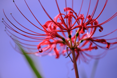 咲き始めた紅い彼岸花#5