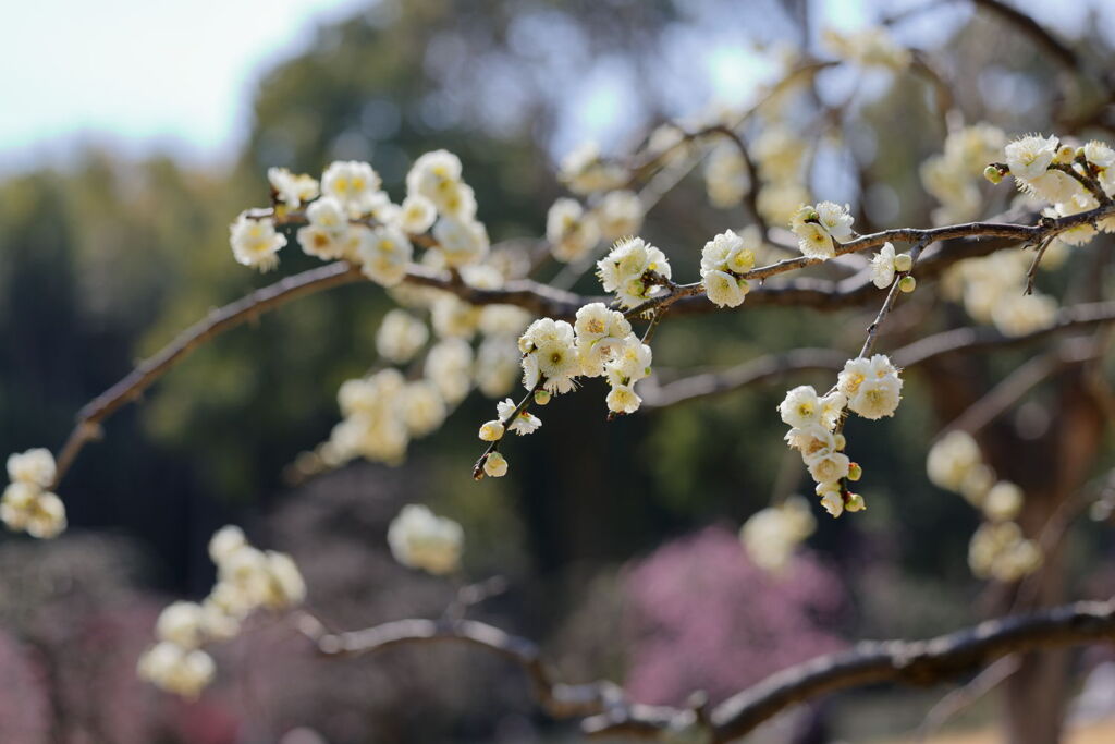 見頃を迎えた枝垂れ梅（続編）＃３