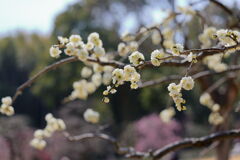 見頃を迎えた枝垂れ梅(続編)#3